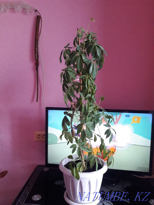 Отбасы г?лі жаксы к?тілген  - изображение 2