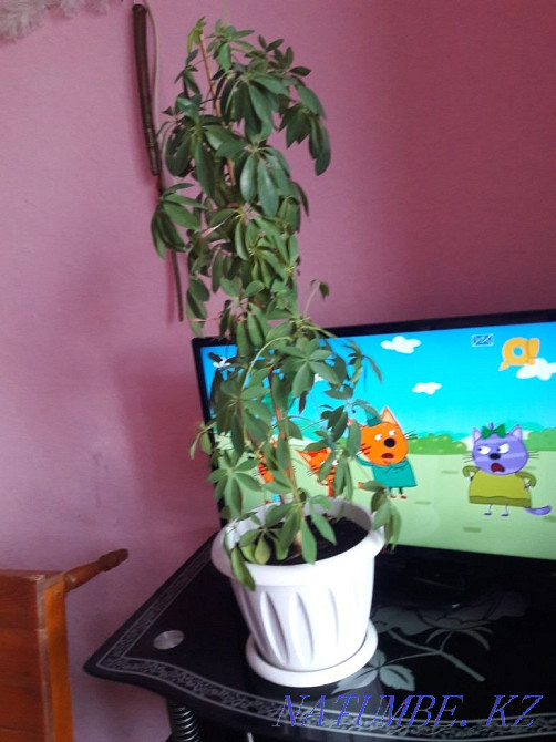 Отбасы г?лі жаксы к?тілген  - изображение 1