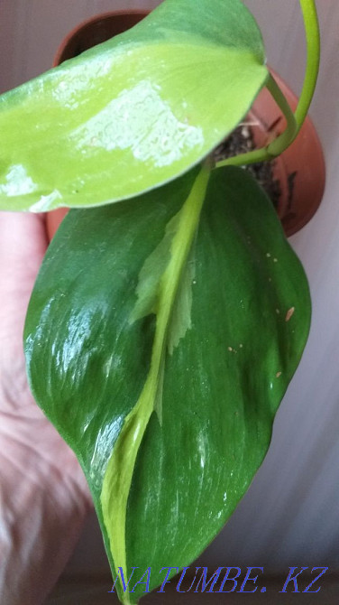 Филодендрон Бразилия Кокшетау - изображение 5