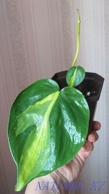 Филодендрон Бразилия Кокшетау - изображение 3