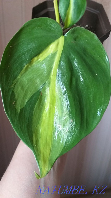 Филодендрон Бразилия Кокшетау - изображение 4