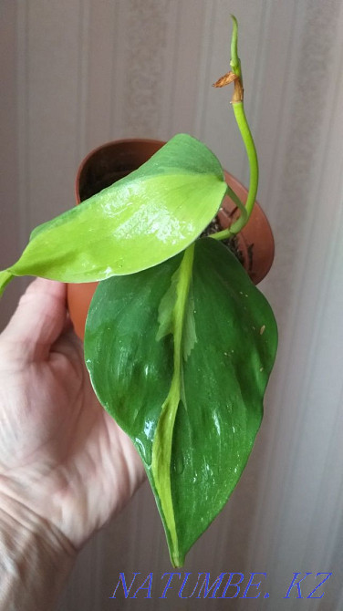 Филодендрон Бразилия Кокшетау - изображение 2
