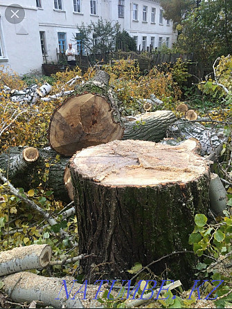 We cut trees. Not expensive. Taraz - photo 4