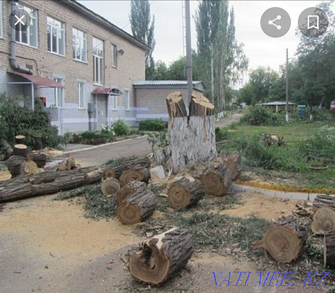 We cut trees. Not expensive. Taraz - photo 2