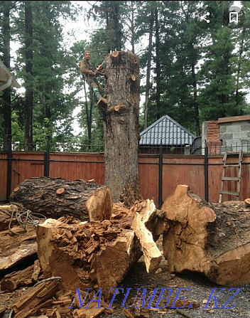 We cut trees. Not expensive. Taraz - photo 1