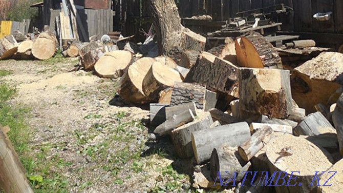 We cut trees. Not expensive. Taraz - photo 3