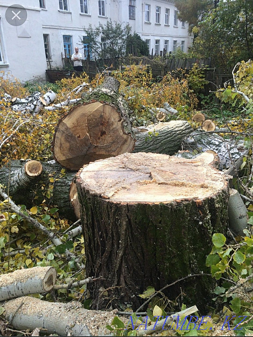 We cut trees. Not expensive. Taraz - photo 4
