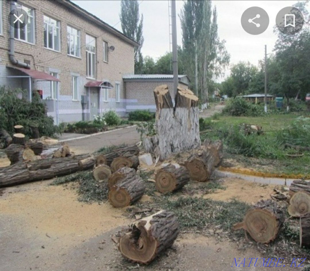 We cut trees. Not expensive. Taraz - photo 2