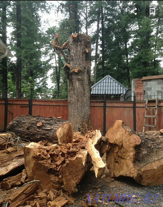 We cut trees. Not expensive. Taraz - photo 1