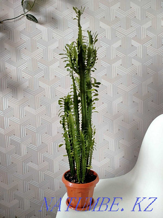 Triangular Euphorbia (Euphorbia trigona) Pavlodar - photo 1