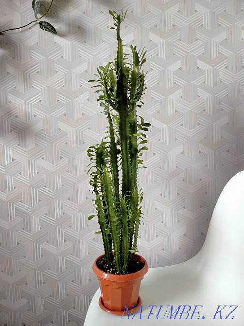 Triangular Euphorbia (Euphorbia trigona) Pavlodar - photo 1