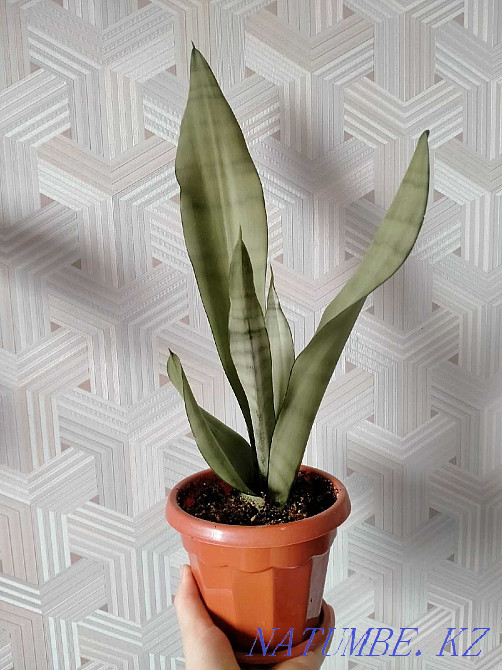 Sancivieria Moonshine Pavlodar - photo 1