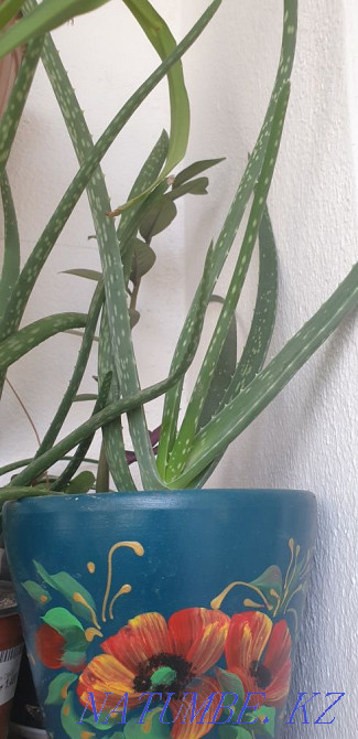 I sell two three year old aloe vera Almaty - photo 1
