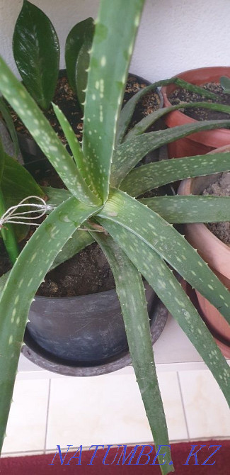 I sell two three year old aloe vera Almaty - photo 2