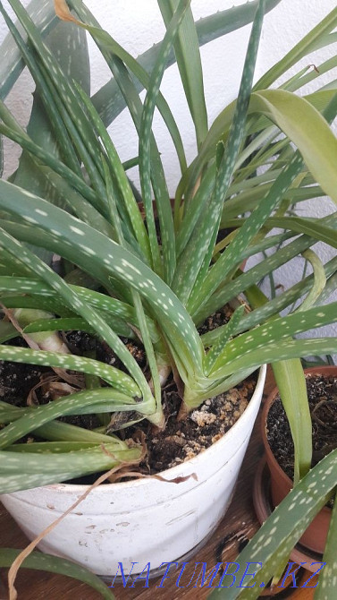 I sell two three year old aloe vera Almaty - photo 3