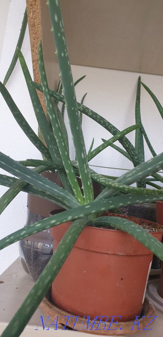 I sell two three year old aloe vera Almaty - photo 4