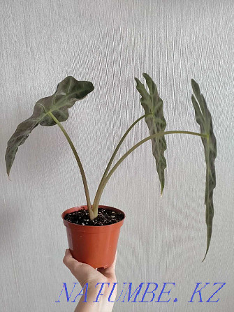 Alocasia Polly Polly Pavlodar - photo 2