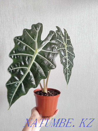 Alocasia Polly Polly Pavlodar - photo 1