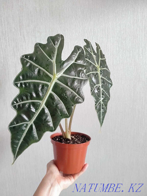 Alocasia Polly Polly Pavlodar - photo 1