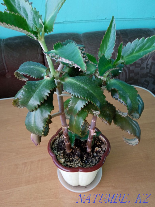 I will sell a flower of a colony Shchuchinsk - photo 1