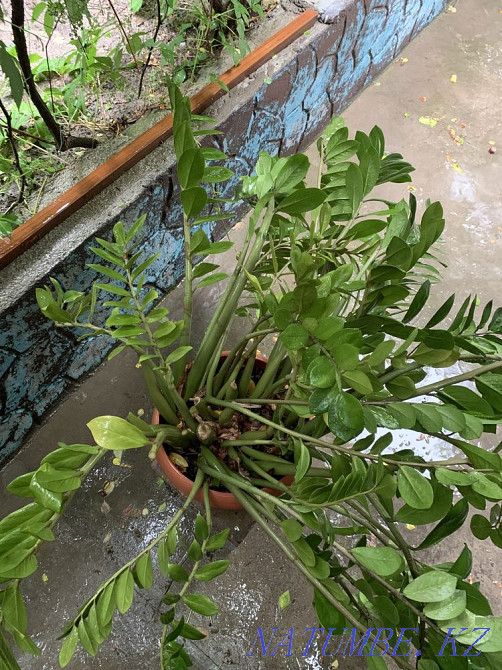 Цветок «Дролларовое дерево» Шымкент - изображение 3