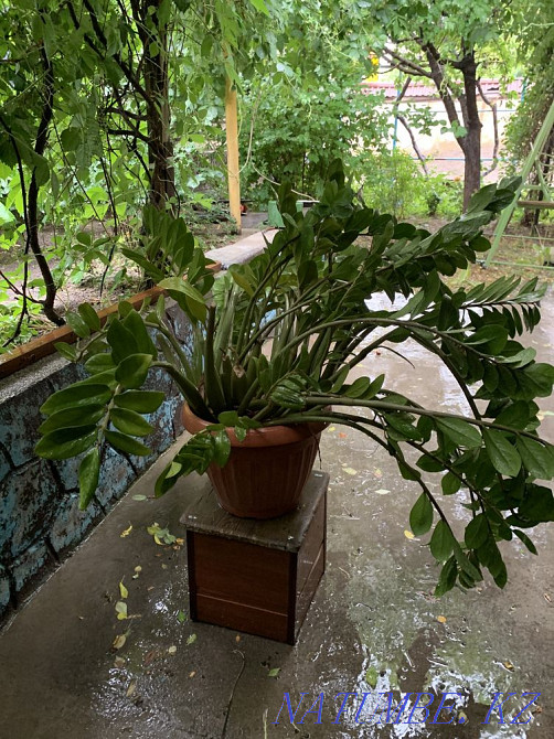 Цветок «Дролларовое дерево» Шымкент - изображение 2