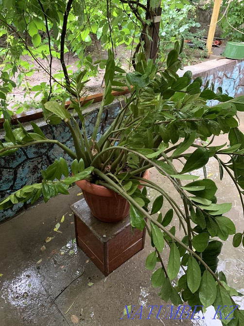 Цветок «Дролларовое дерево» Шымкент - изображение 4