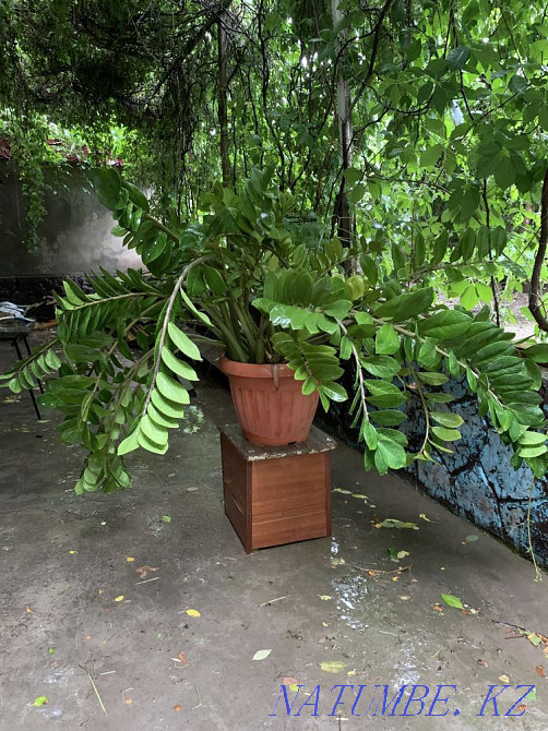 Цветок «Дролларовое дерево» Шымкент - изображение 1