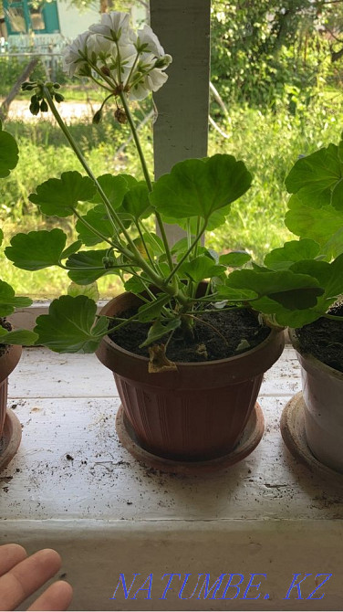 Цветок герань Талгар - изображение 1