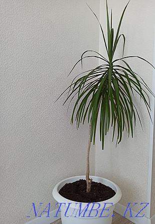 Dracaena in a pot Petropavlovsk - photo 1