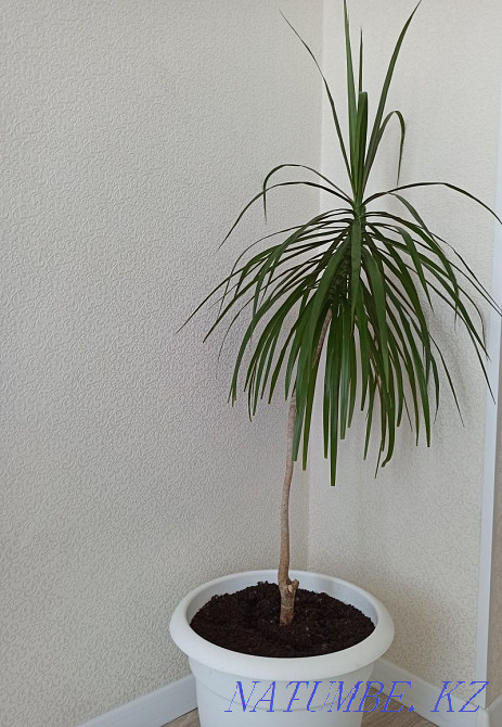 Dracaena in a pot Petropavlovsk - photo 1