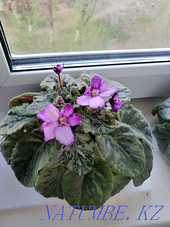 I sell violets, the price is from two thousand Shahtinsk - photo 2