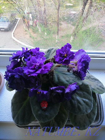 I sell violets, the price is from two thousand Shahtinsk - photo 3