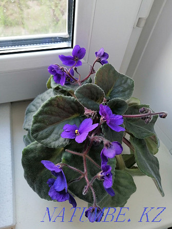 I sell violets, the price is from two thousand Shahtinsk - photo 1