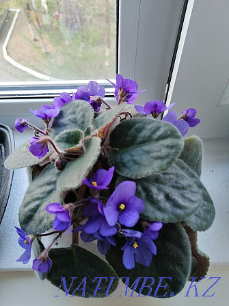 I sell violets, the price is from two thousand Shahtinsk - photo 4