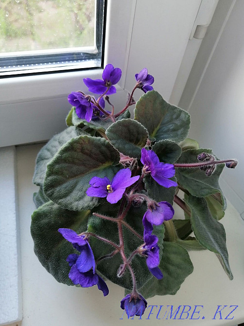 Продаю фиалки, цена от двух тысяч Шахтинск - изображение 1