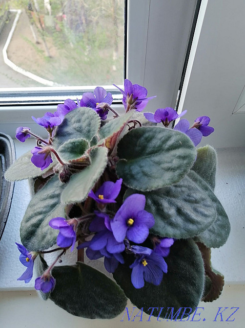 Продаю фиалки, цена от двух тысяч Шахтинск - изображение 4