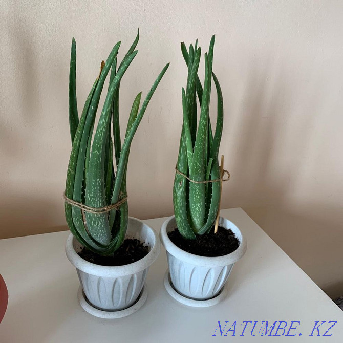 sell aloe vera medicinal Ust-Kamenogorsk - photo 2