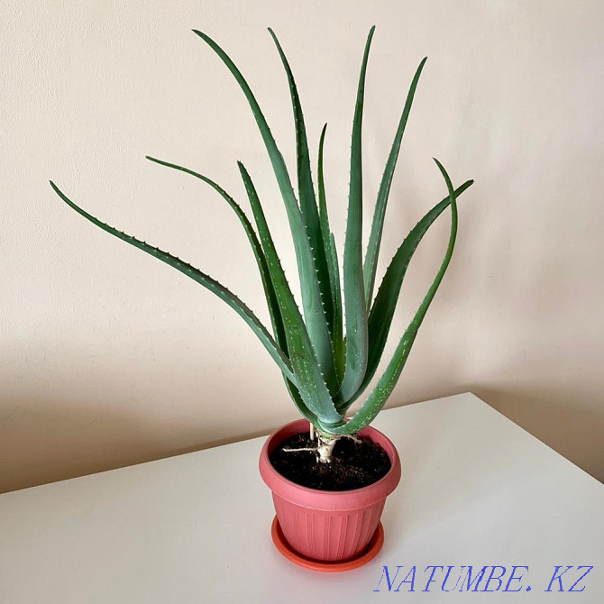 sell aloe vera medicinal Ust-Kamenogorsk - photo 4