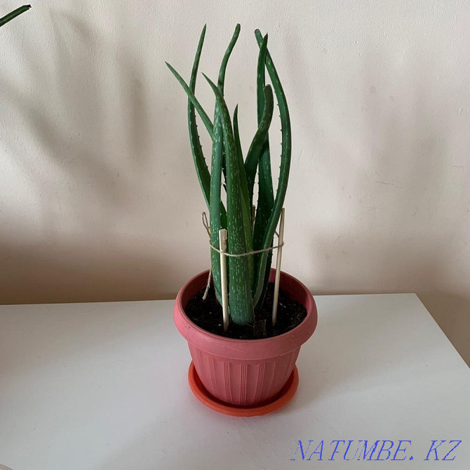 sell aloe vera medicinal Ust-Kamenogorsk - photo 3