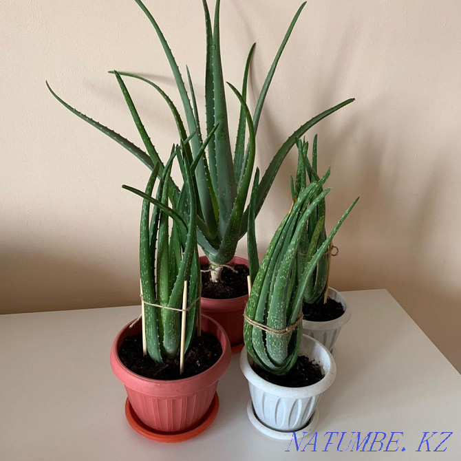 sell aloe vera medicinal Ust-Kamenogorsk - photo 1