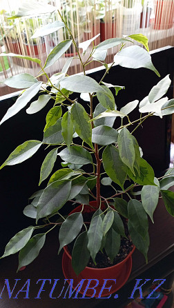 Ficus benjamin for sale Almaty - photo 3
