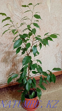 Ficus benjamin for sale Almaty - photo 1