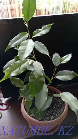 Ficus benjamin for sale Almaty - photo 4