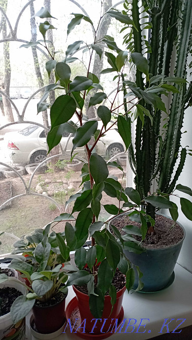 Ficus benjamin for sale Almaty - photo 2
