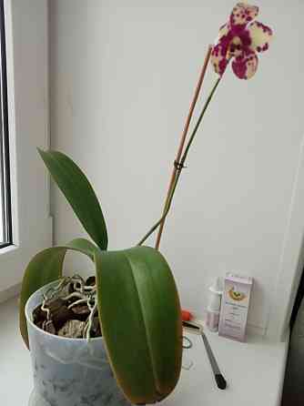 Орхидеи большая и маленькая  Астана