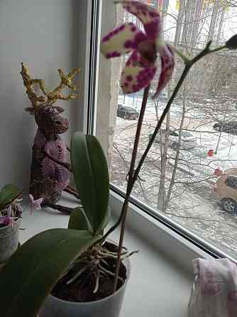 Орхидеи большая и маленькая Астана