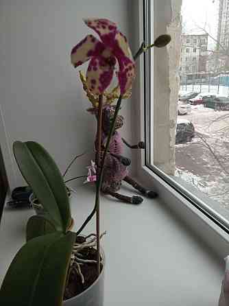 Орхидеи большая и маленькая  Астана