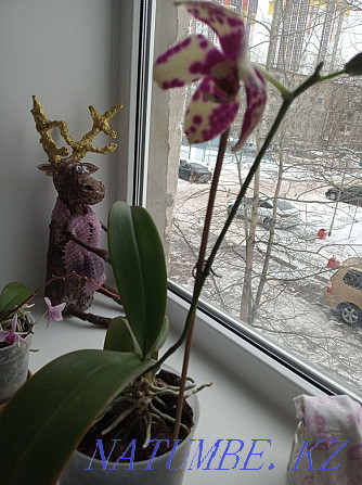 Орхидеялар үлкен және кішкентай  Астана - изображение 3