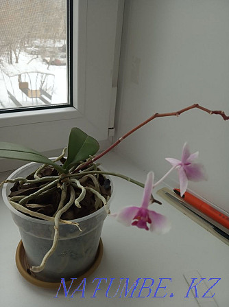 Орхидеялар үлкен және кішкентай  Астана - изображение 6